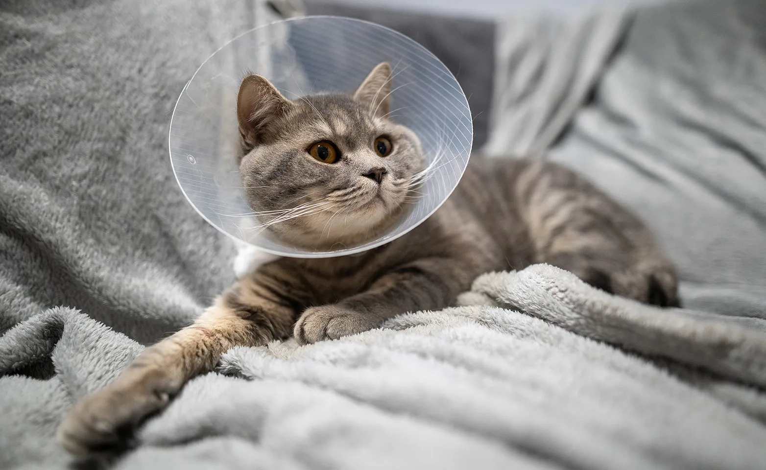 Tired cat resting on a couch at home while wearing a protective recovery collar after surgery Tired cat resting on a couch at home while wearing a protective recovery collar after surgery