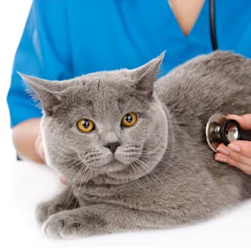 Cat in a clinic Cat in a clinic