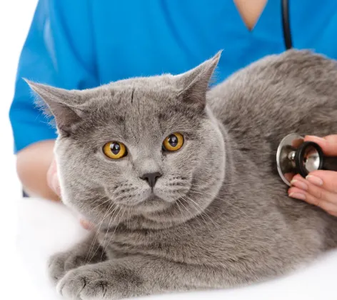 Cat in a clinic