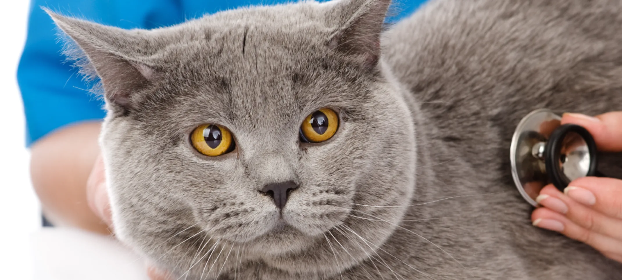 Cat in a clinic