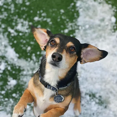 Small Brown/Black dog Standing on Snowy Grass Small Brown/Black dog Standing on Snowy Grass