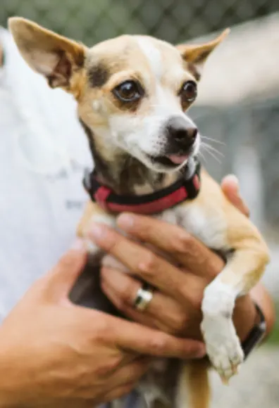 Dog being held Dog being held