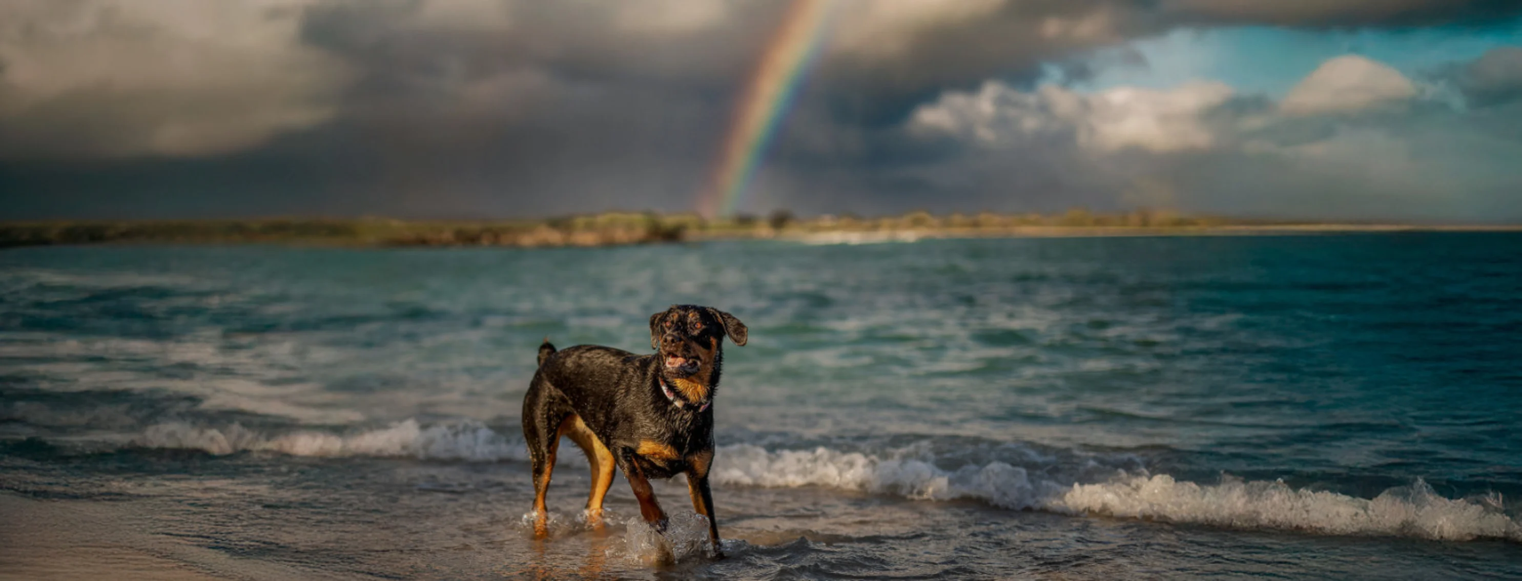 Dog Running on the Beach with a Rainbow Dog Running on the Beach with a Rainbow