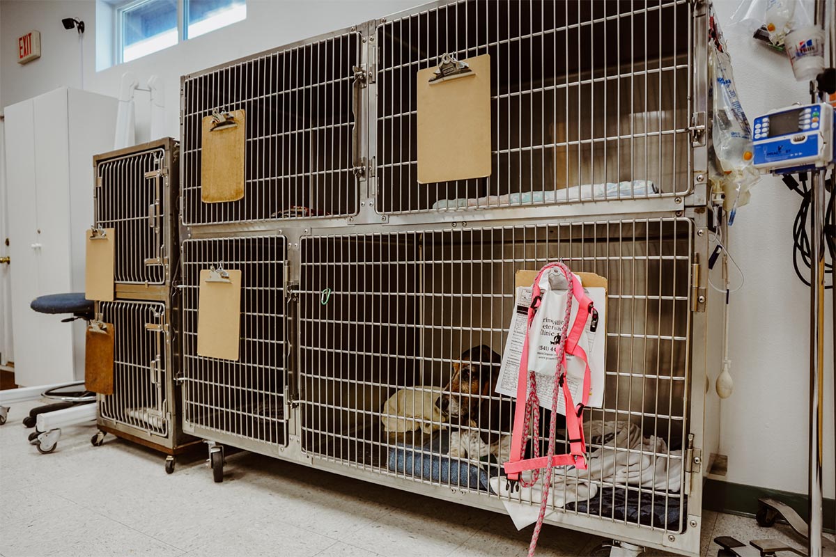 Prineville Veterinary Clinic's Dog Patient is waiting in a kennel before they get looked at in the checkup room.