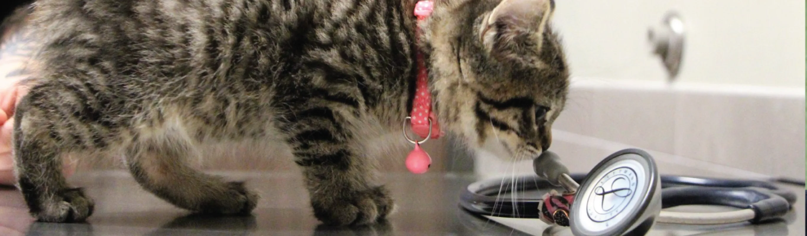 Cat with Stethescope Cat with Stethescope