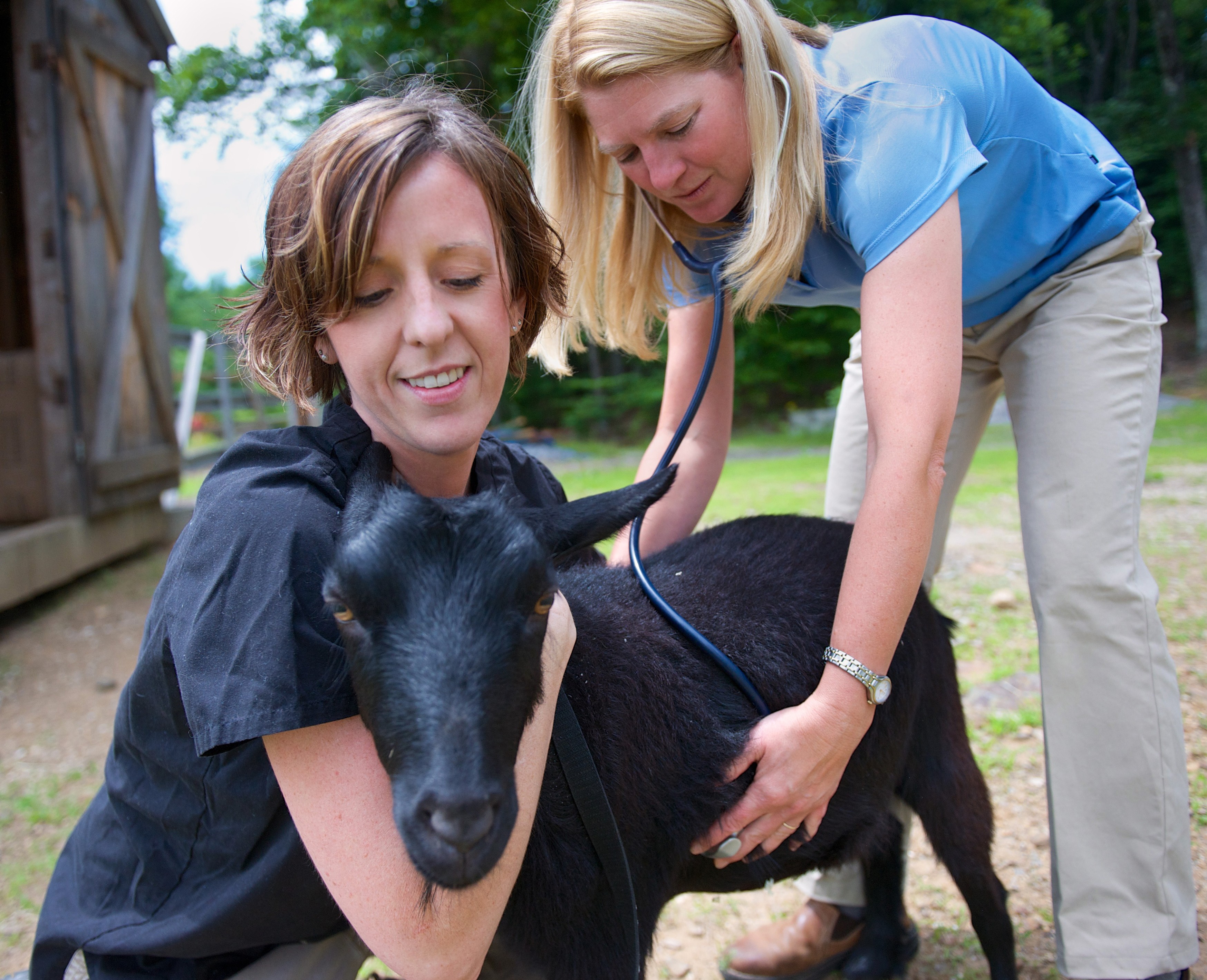 staff examining a goat