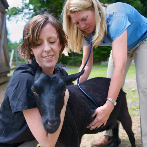 staff examining a goat