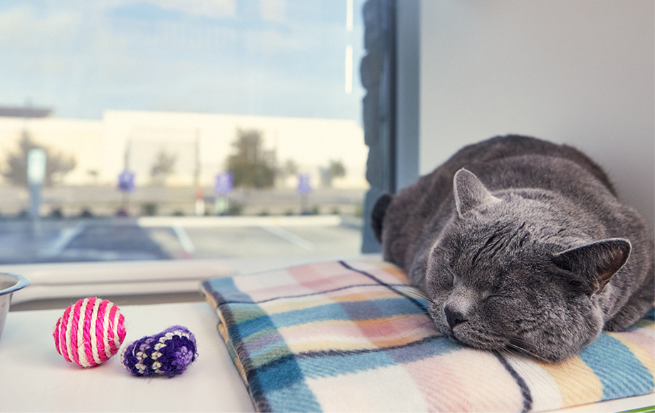 Grey cat sleeping on bed at PetSuites