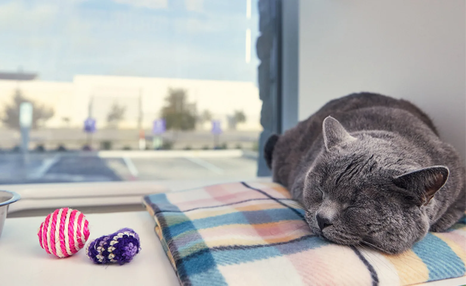 Grey cat sleeping on bed at PetSuites Grey cat sleeping on bed at PetSuites
