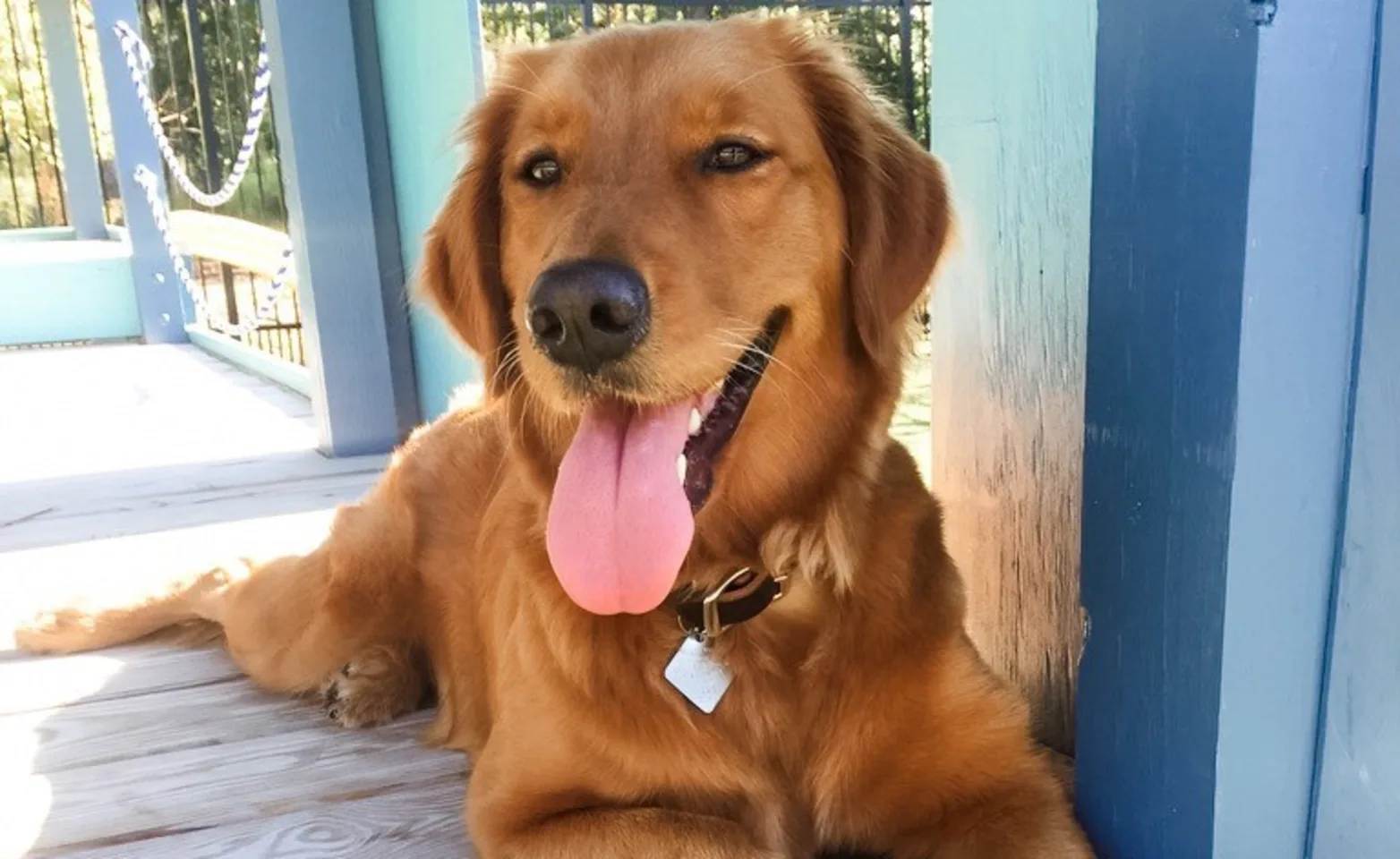 Dog laying outside with tongue out Dog laying outside with tongue out