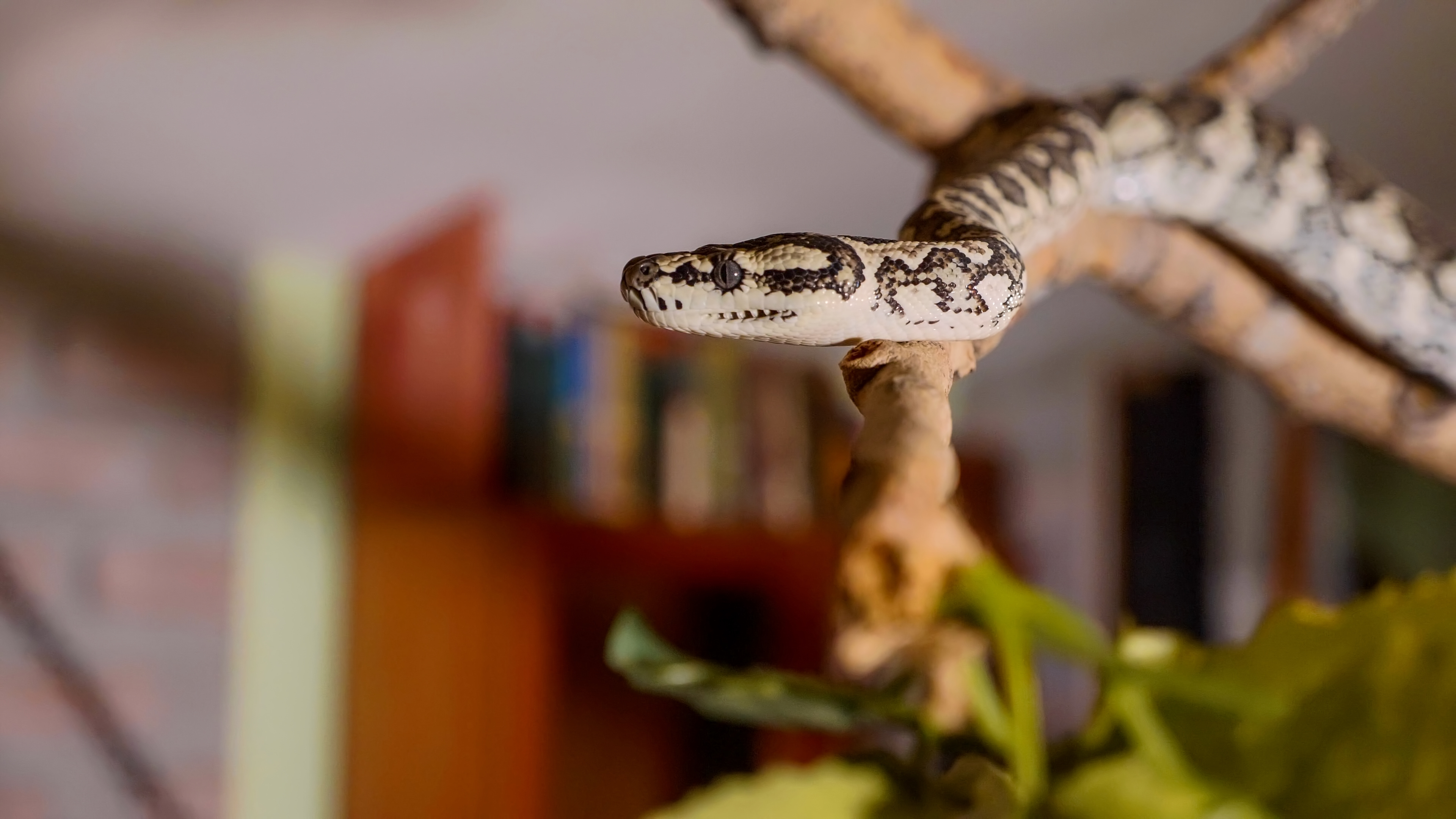 Save the Drama for your … Snake? – The most dramatic snake - Veterinary  Medicine at Illinois