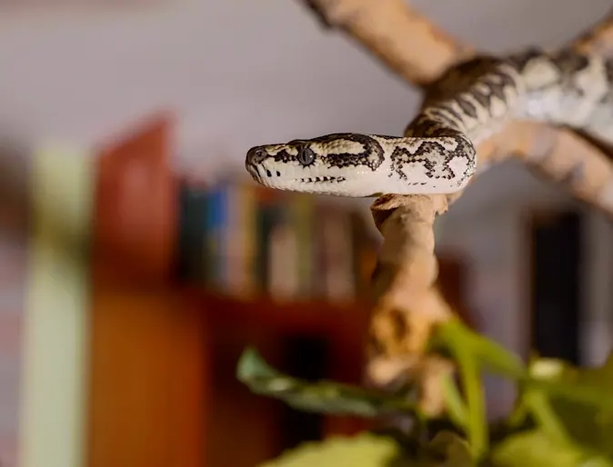 Snake sitting on a branch inside a room Snake sitting on a branch inside a room