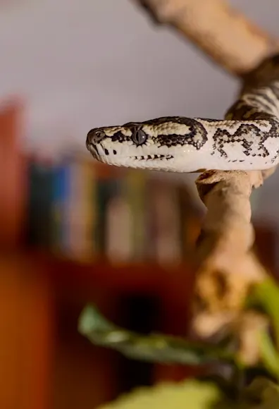 Snake sitting on a branch inside a room Snake sitting on a branch inside a room