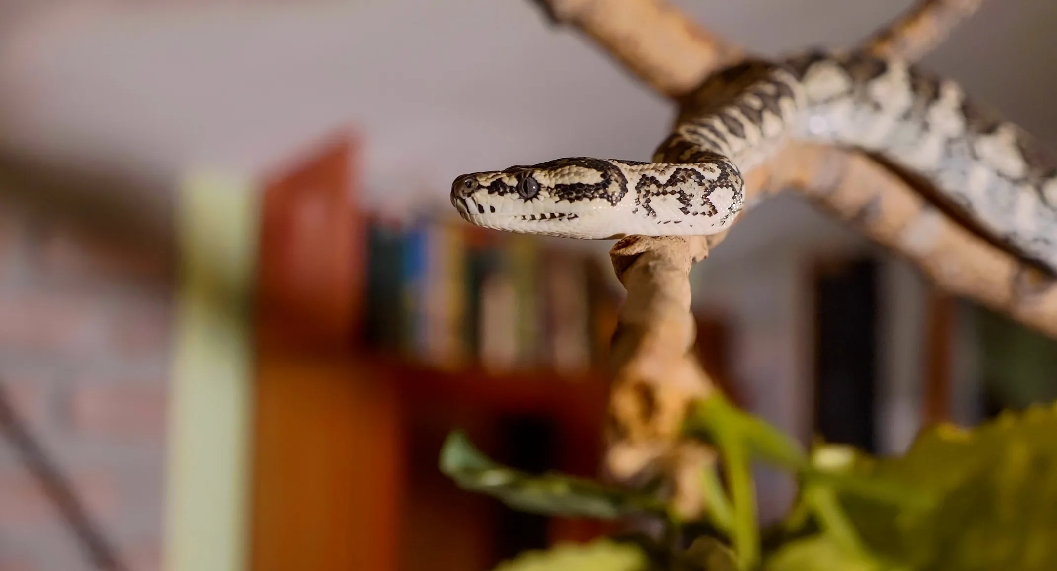 Snake sitting on a branch inside a room