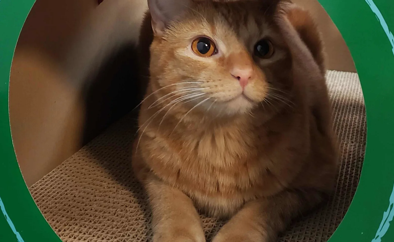 Orange tabby cat in green scratching post. Orange tabby cat in green scratching post.