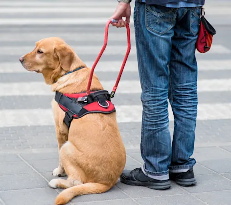 Service dog sitting next to owner at a crosswalk Service dog sitting next to owner at a crosswalk