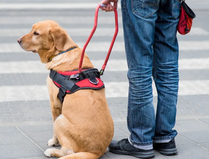 Service dog sitting next to owner at a crosswalk