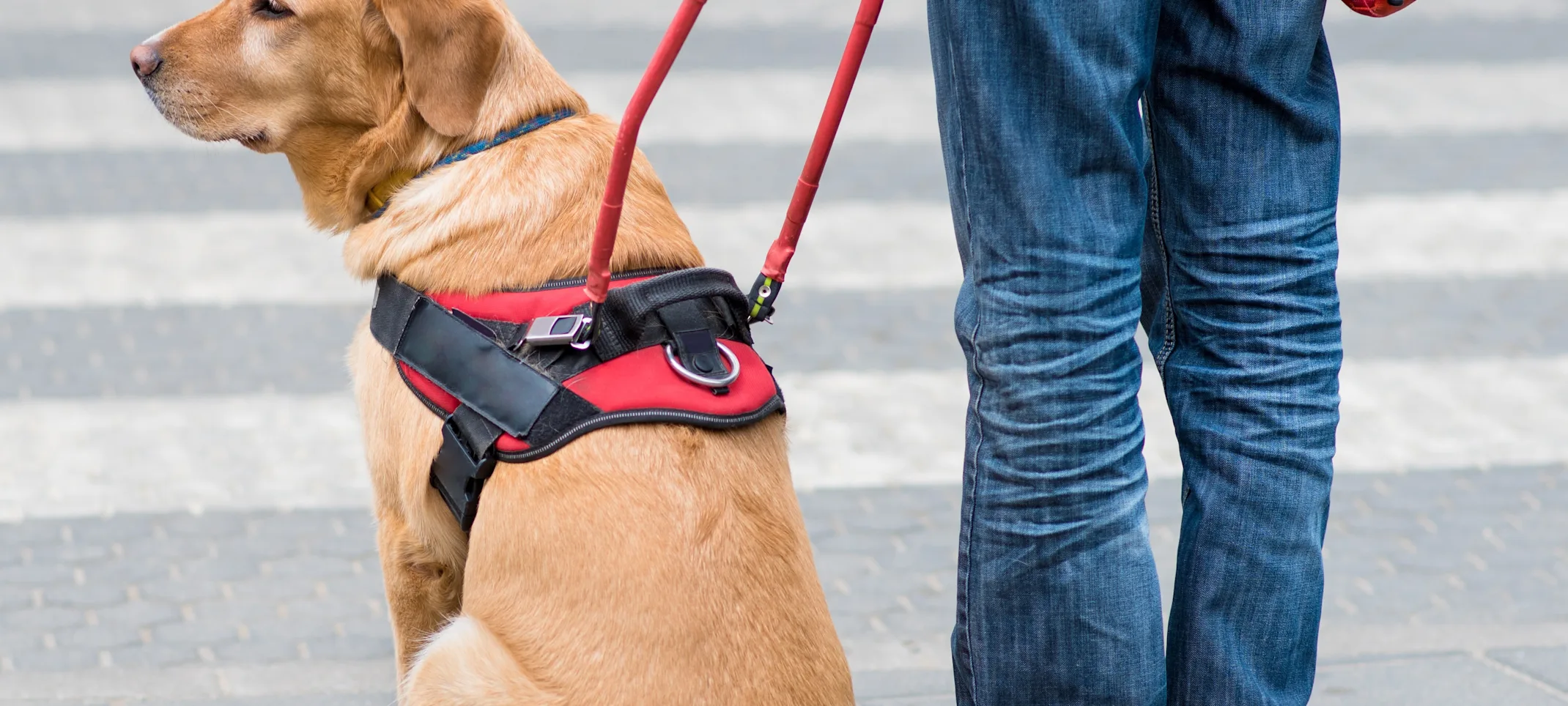 Service dog sitting next to owner at a crosswalk Service dog sitting next to owner at a crosswalk