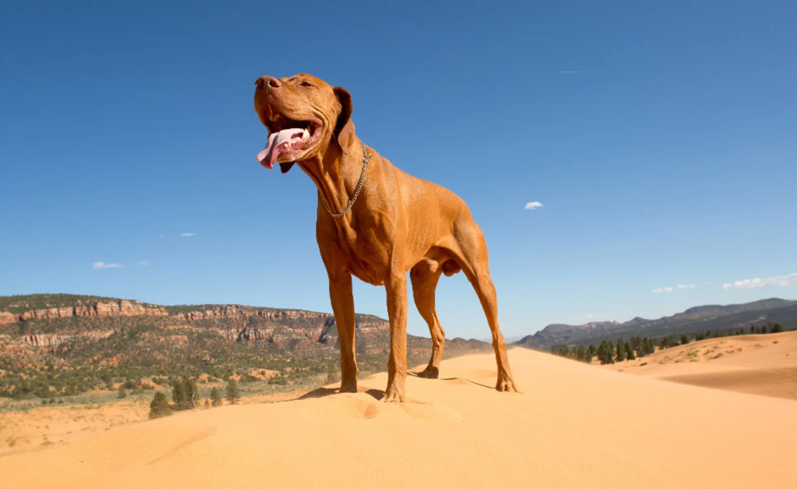 Brown Dog Standing on Sand Dune with Tongue Out Brown Dog Standing on Sand Dune with Tongue Out