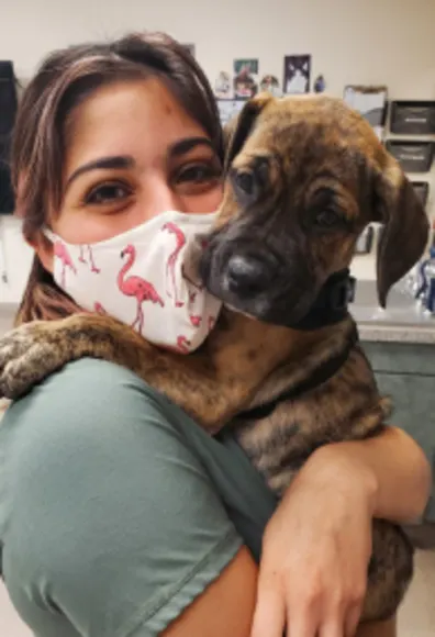 Abby Pet Hospital - Dentistry - Dog Abby Pet Hospital - Dentistry - Dog