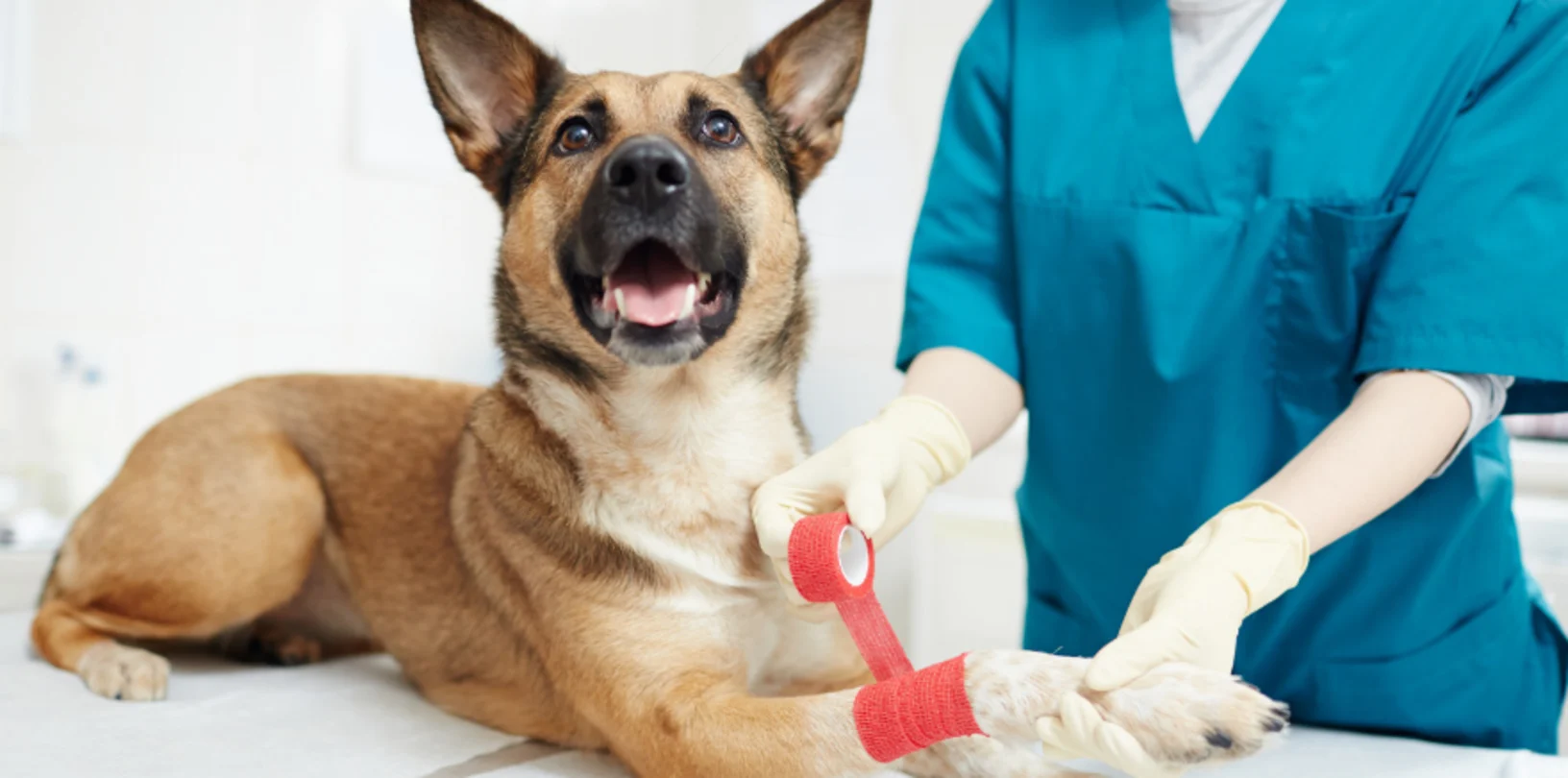 Staff Wrapping Red Bandage on Dog's Paw Staff Wrapping Red Bandage on Dog's Paw