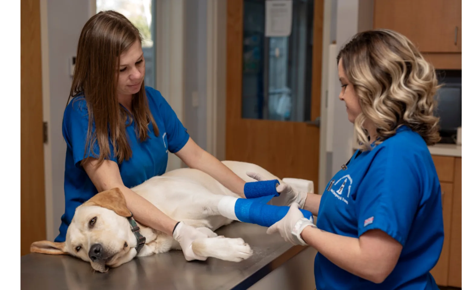 Staff bandaging a dog's limb Staff bandaging a dog's limb