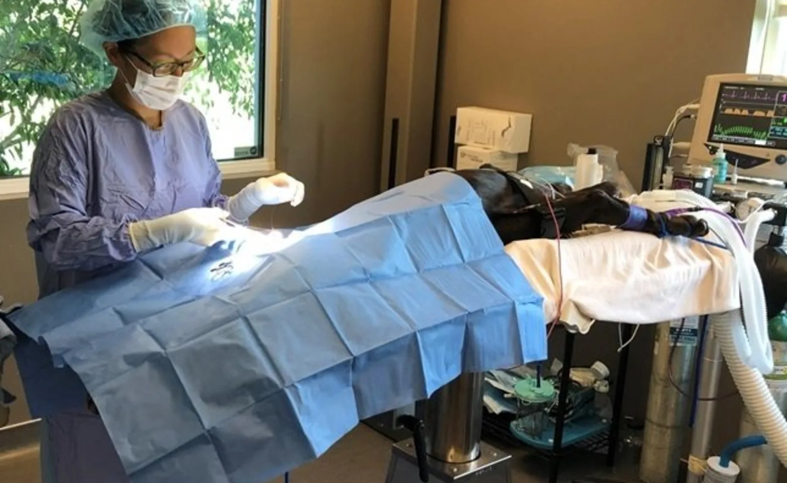 State of the art pet surgery suite State of the art pet surgery suite