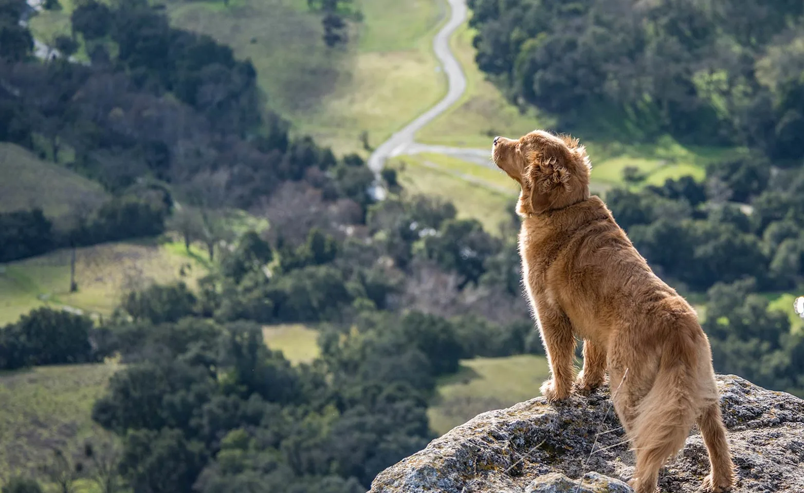 A brown dog outside staring off a rocky cliff with trees below