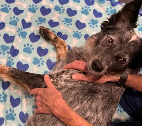 Dog getting a massage Dog getting a massage