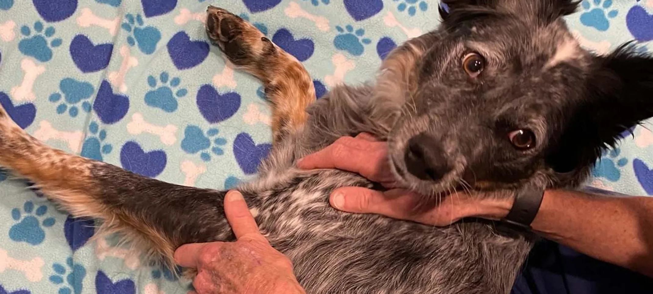 Dog getting a massage Dog getting a massage