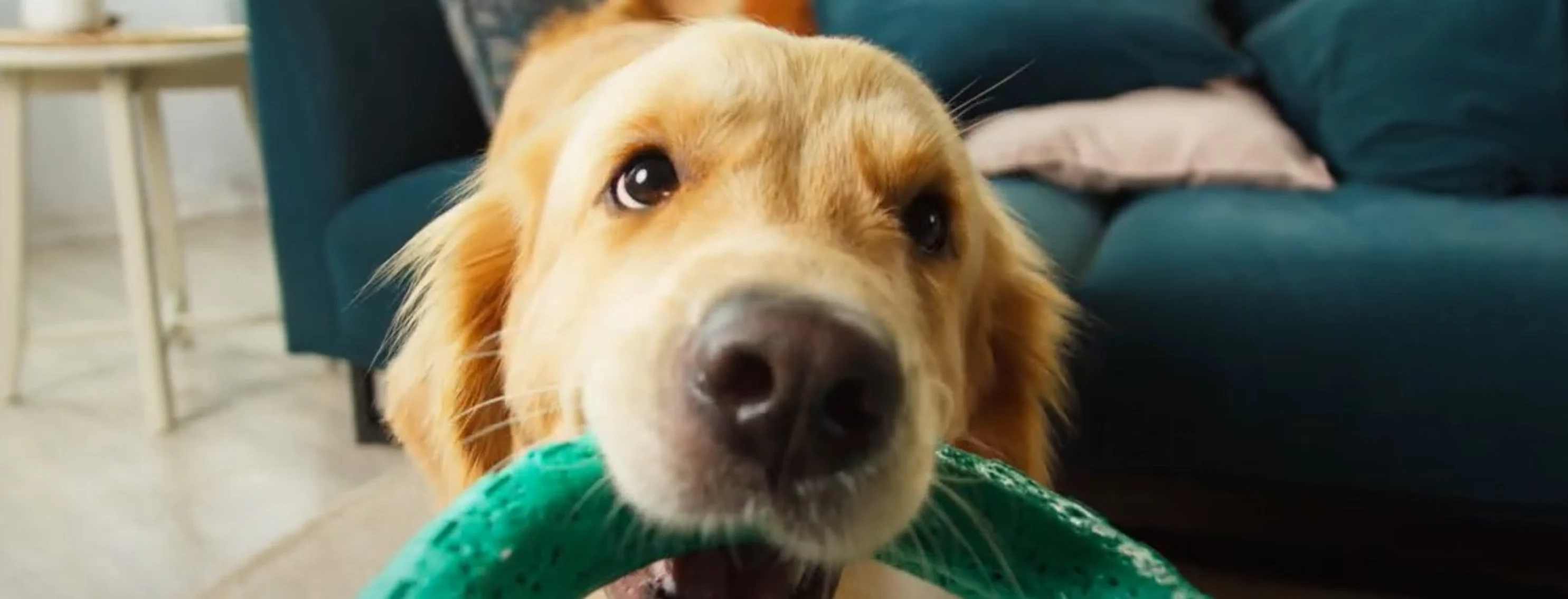 A dog playing tug