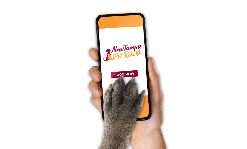 Homepage New Tampa Pet Resort