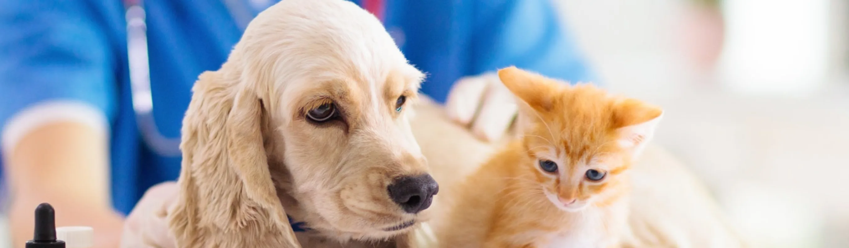 Puppy and kitten sitting on an exam table