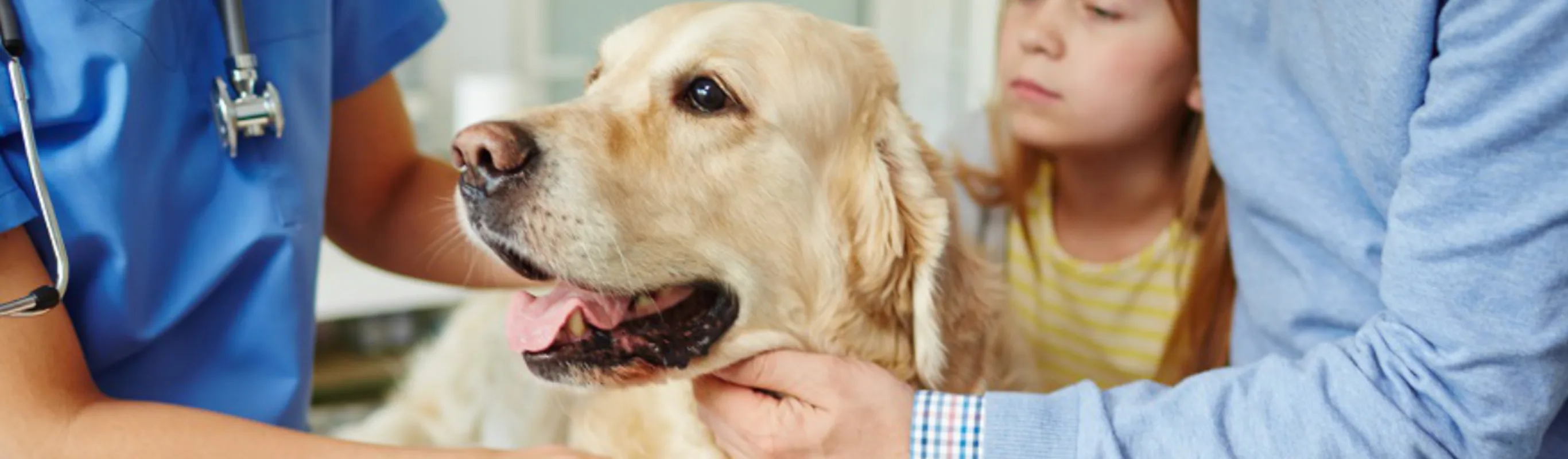 Vet and owner petting dog Vet and owner petting dog