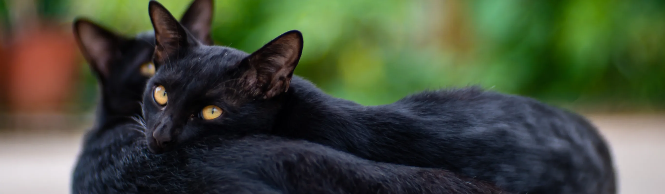 Black Cats Cuddling