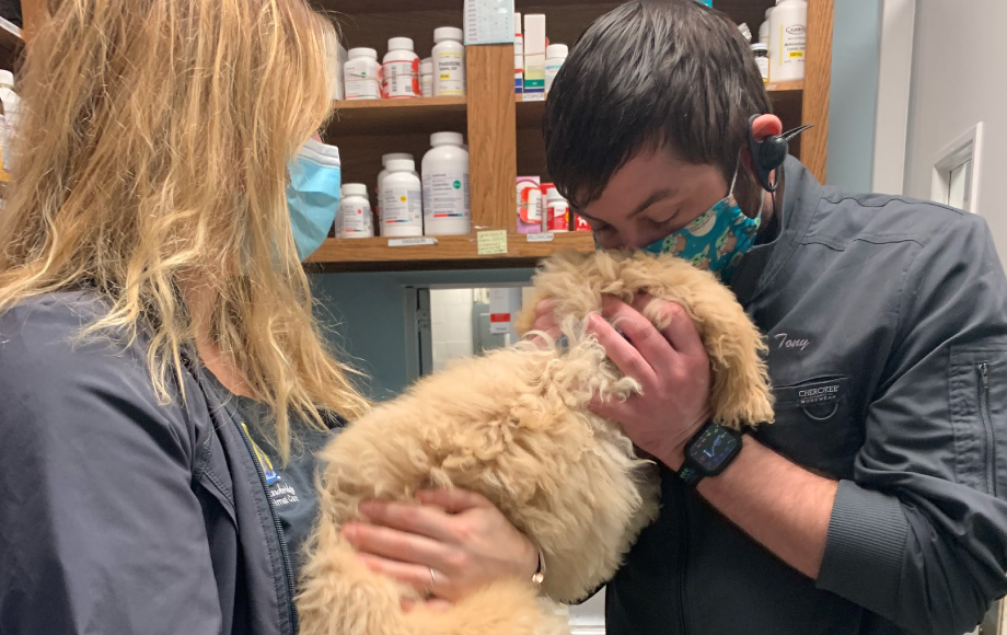 Staff with small hairy dog