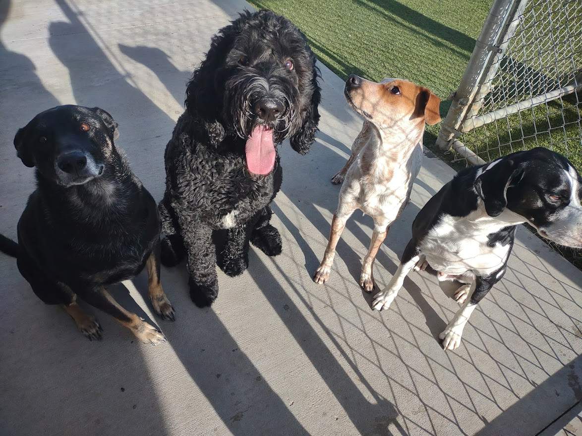 4 Dogs Sitting Outside Together