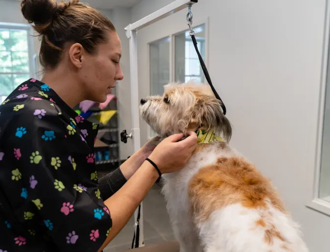 Dog being groomed