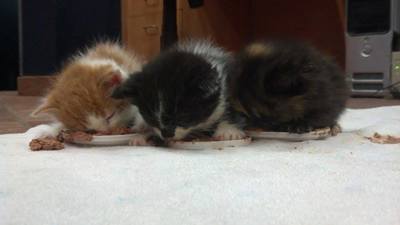 Three kittens eating out of small food dishes
