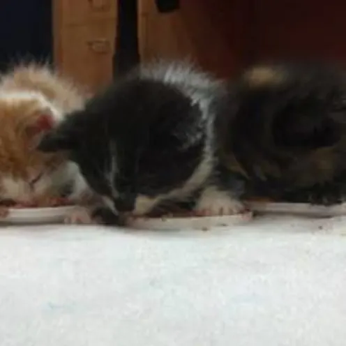 Three kittens eating out of small food dishes