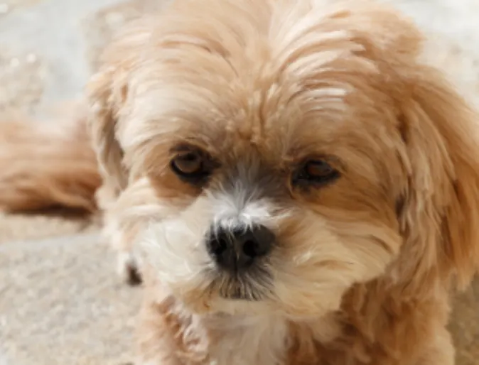 A brown puppy lying down and relaxing A brown puppy lying down and relaxing