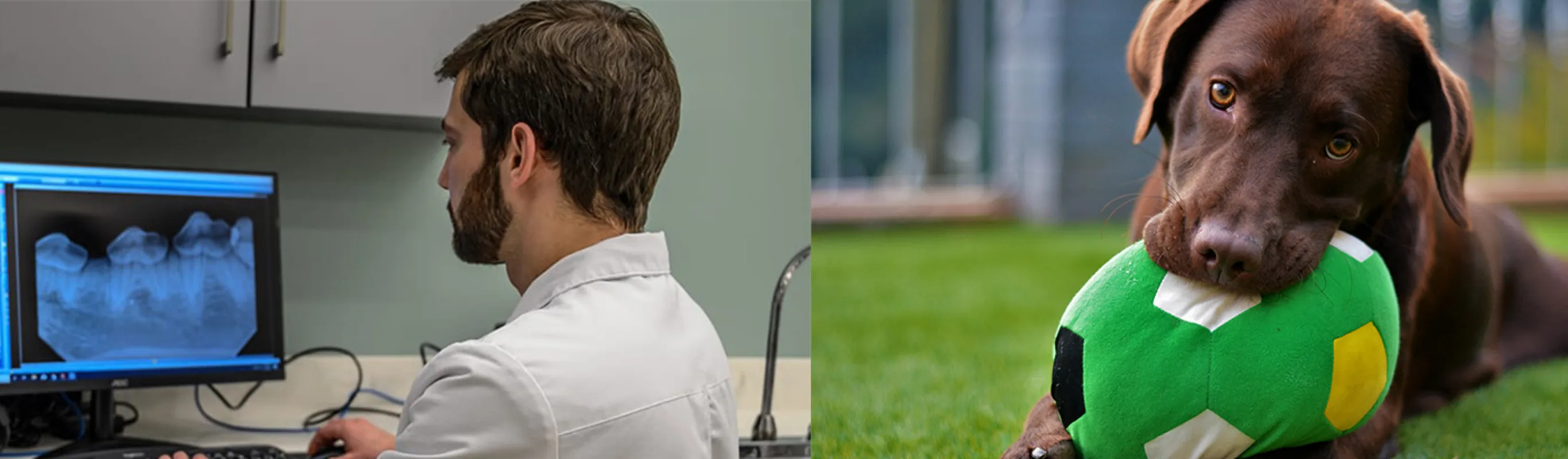 Two images- left image is a staff member seeing some dental x-rays and the right image is a dog chewing on a toy ball outside Two images- left image is a staff member seeing some dental x-rays and the right image is a dog chewing on a toy ball outside