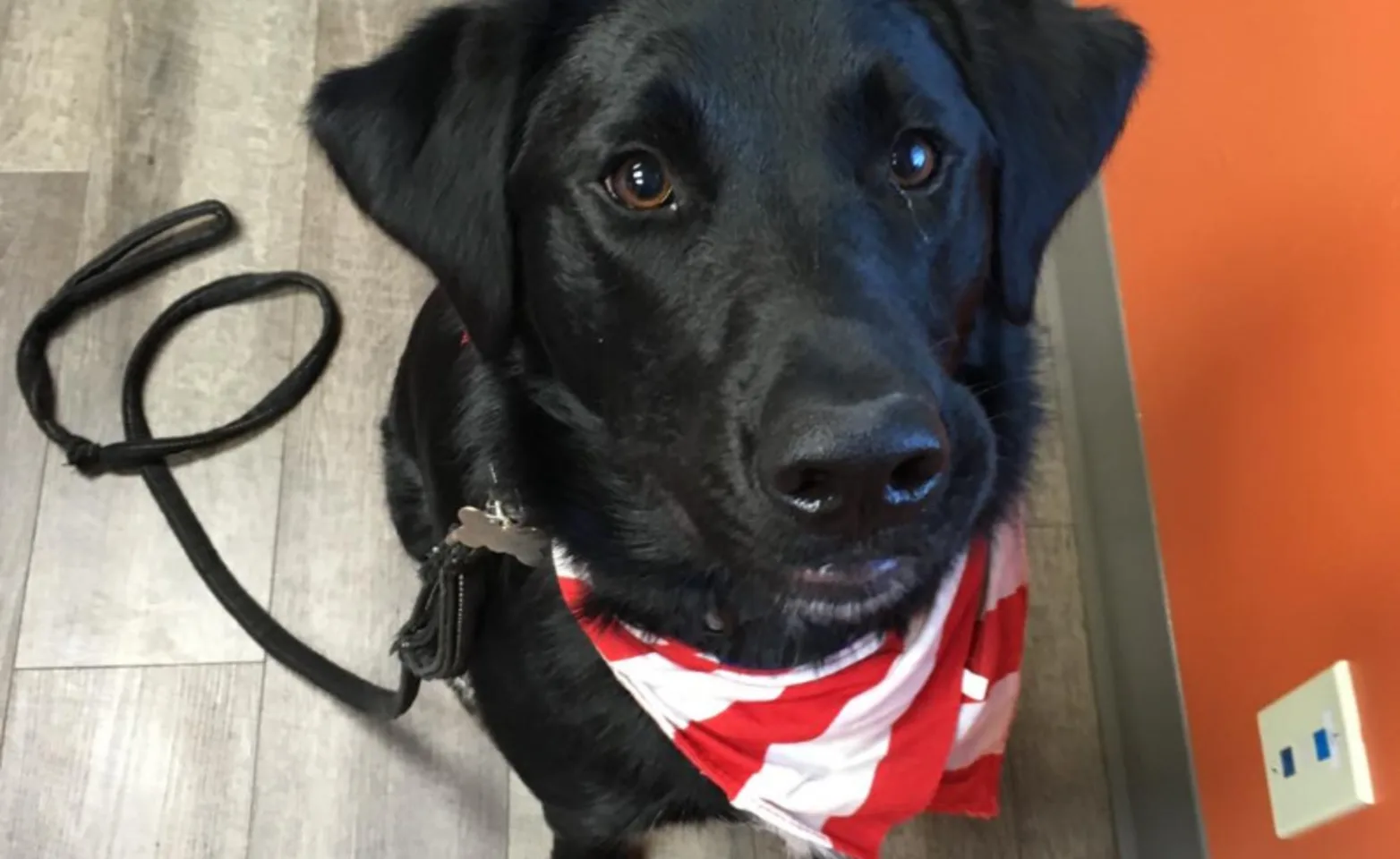 A black dog at Black Dog Veterinary Services