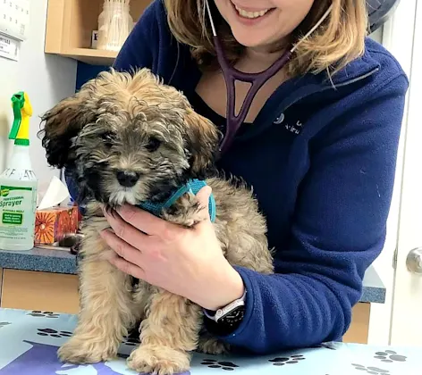 Staff member listening to puppy's heart Staff member listening to puppy's heart