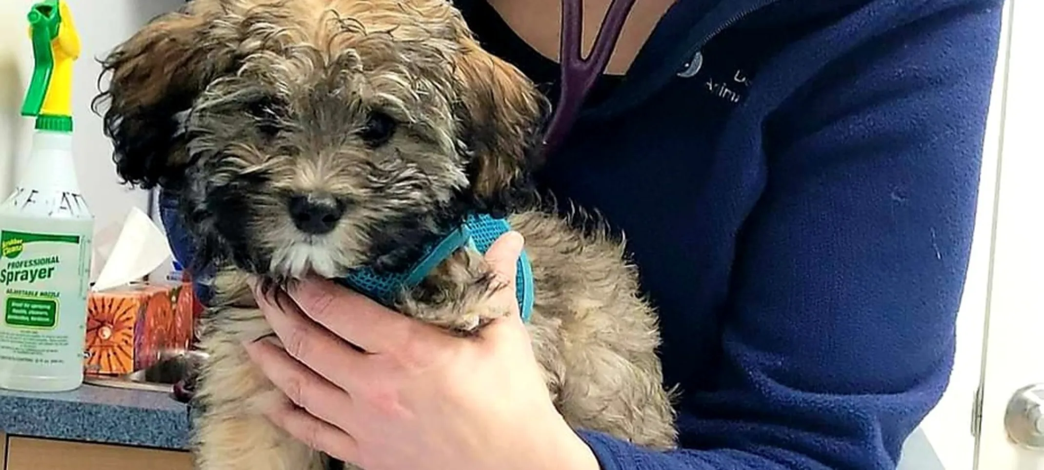 Staff member listening to puppy's heart Staff member listening to puppy's heart