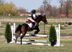 horse jumping 
