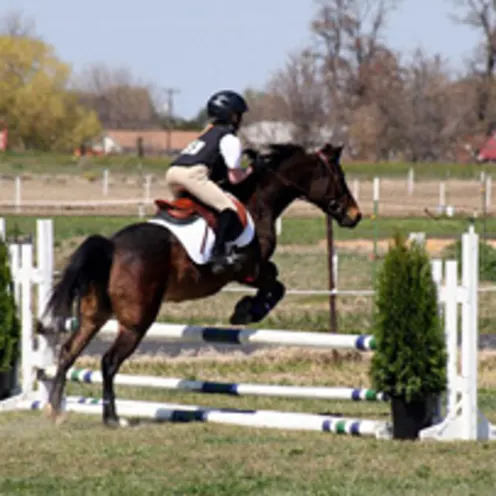 horse jumping horse jumping