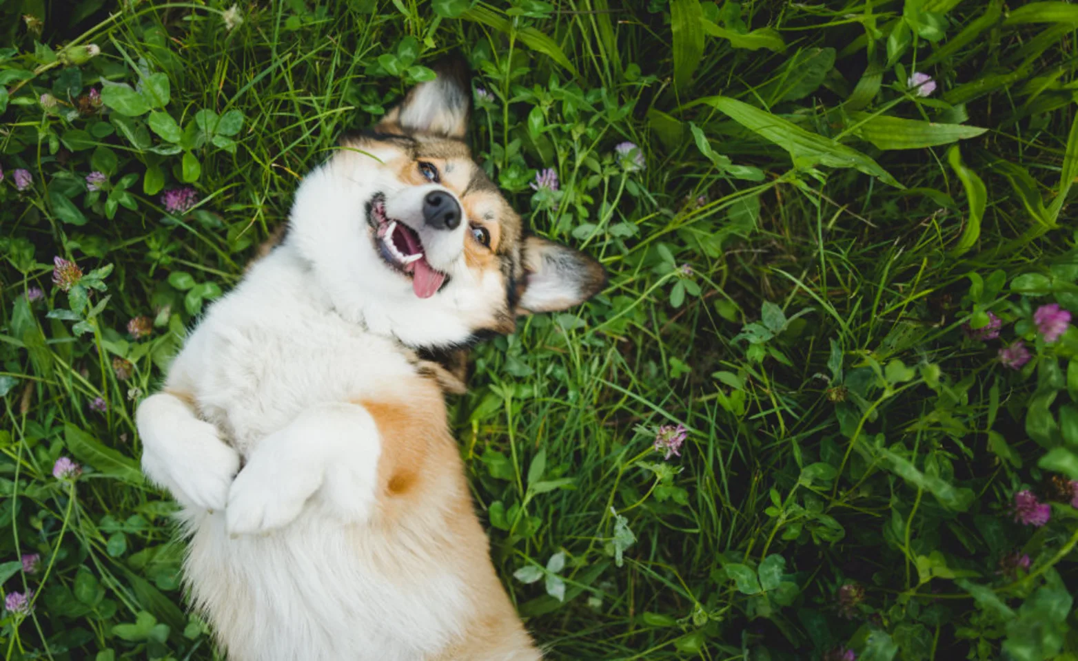 corgi on the grass corgi on the grass