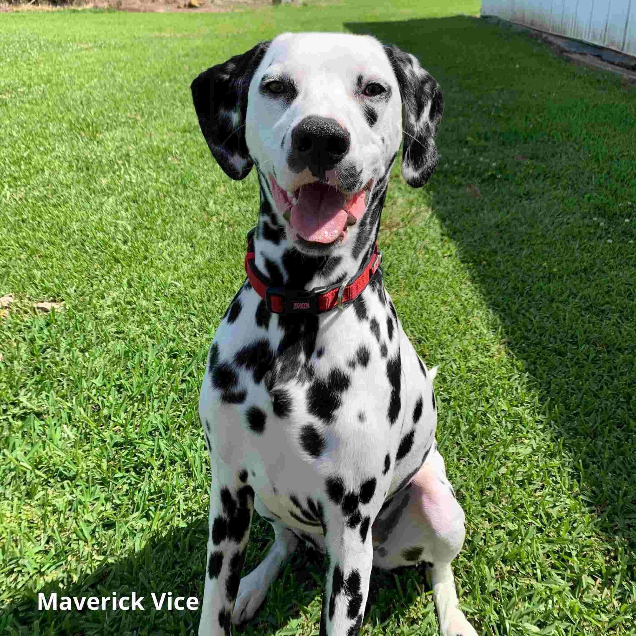 Smiling Dalmatian.