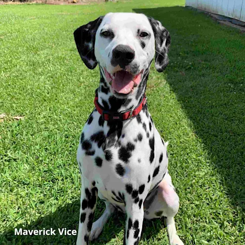 Smiling Dalmatian. Smiling Dalmatian.